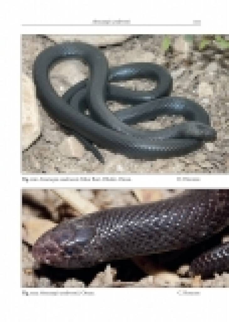 Venomous terrestrial Snakes of the Middle East